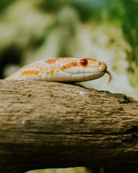 an orange and brown snake is on a tree nch