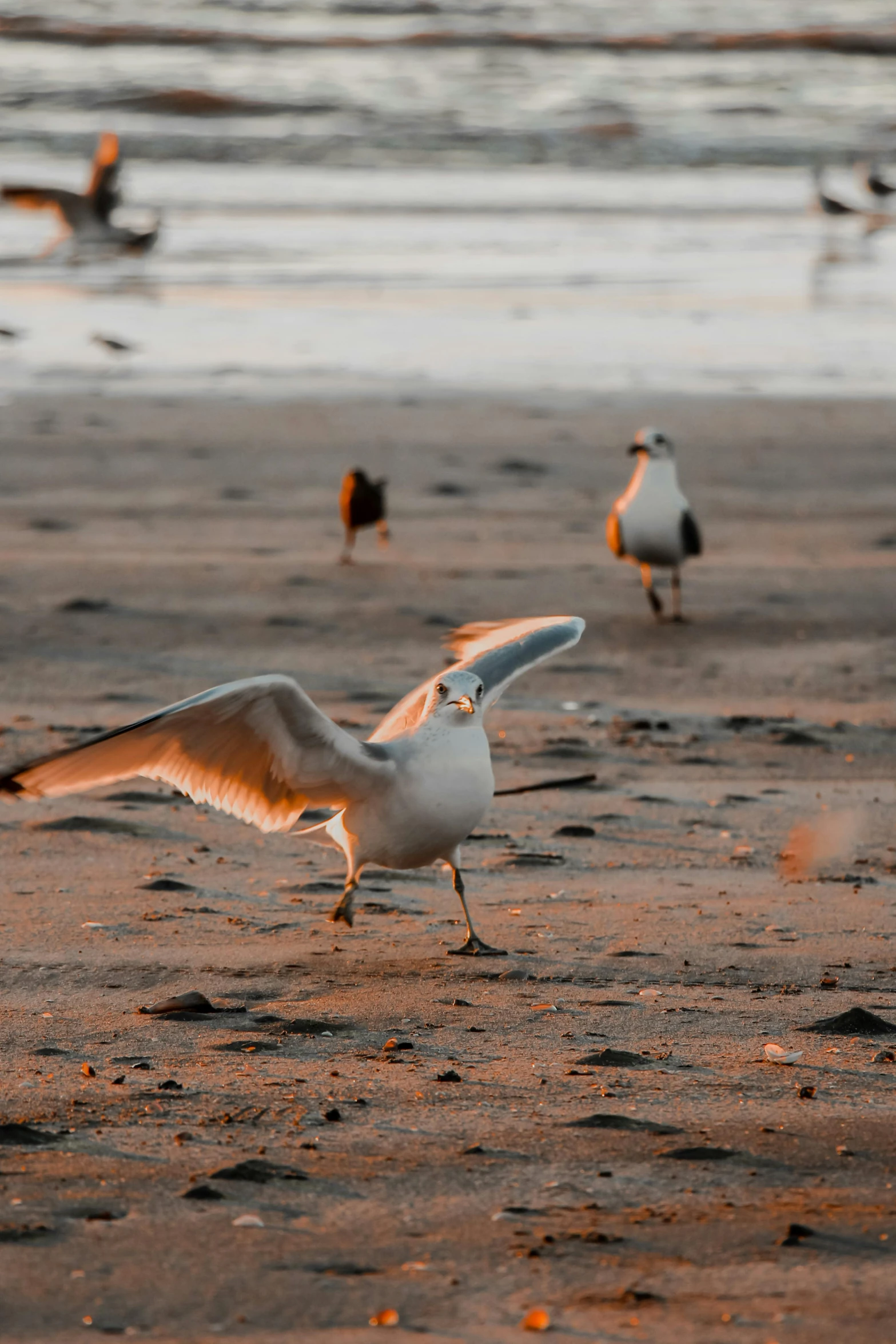 three seagulls flying and landing on a sandy beach