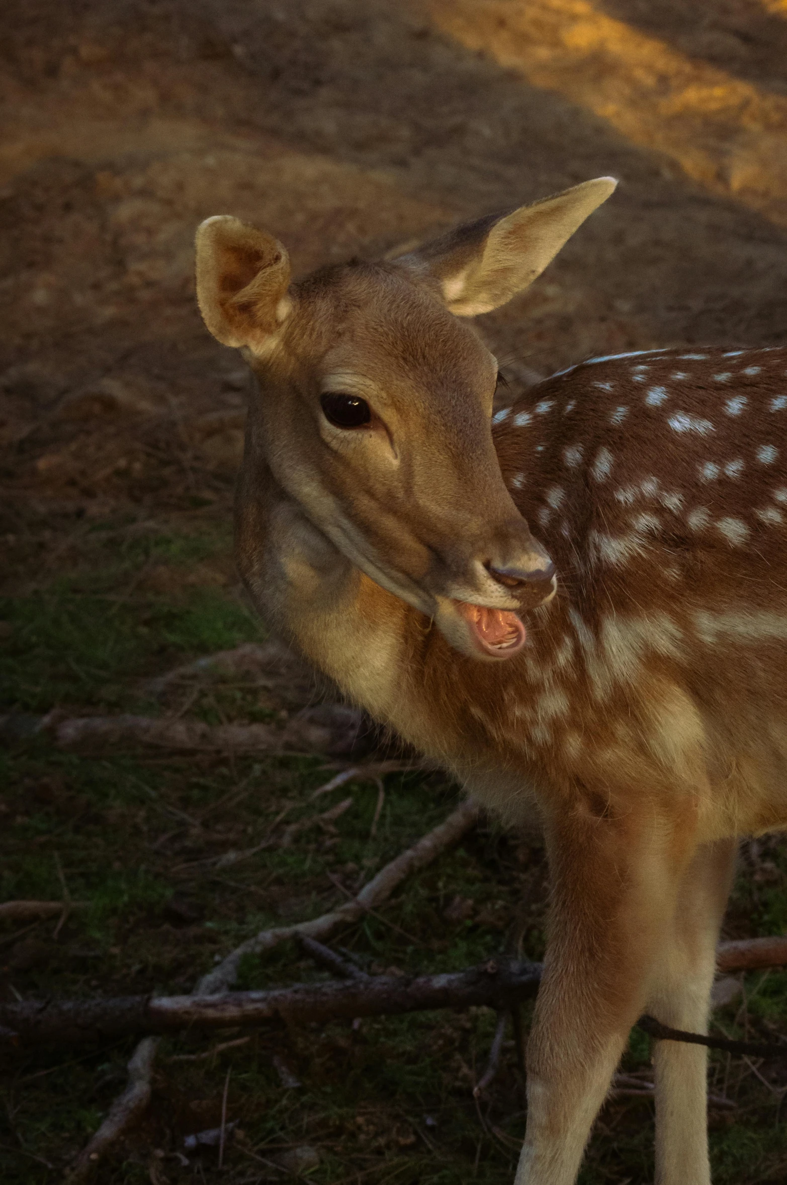 baby deer standing in the grass on a sunny day