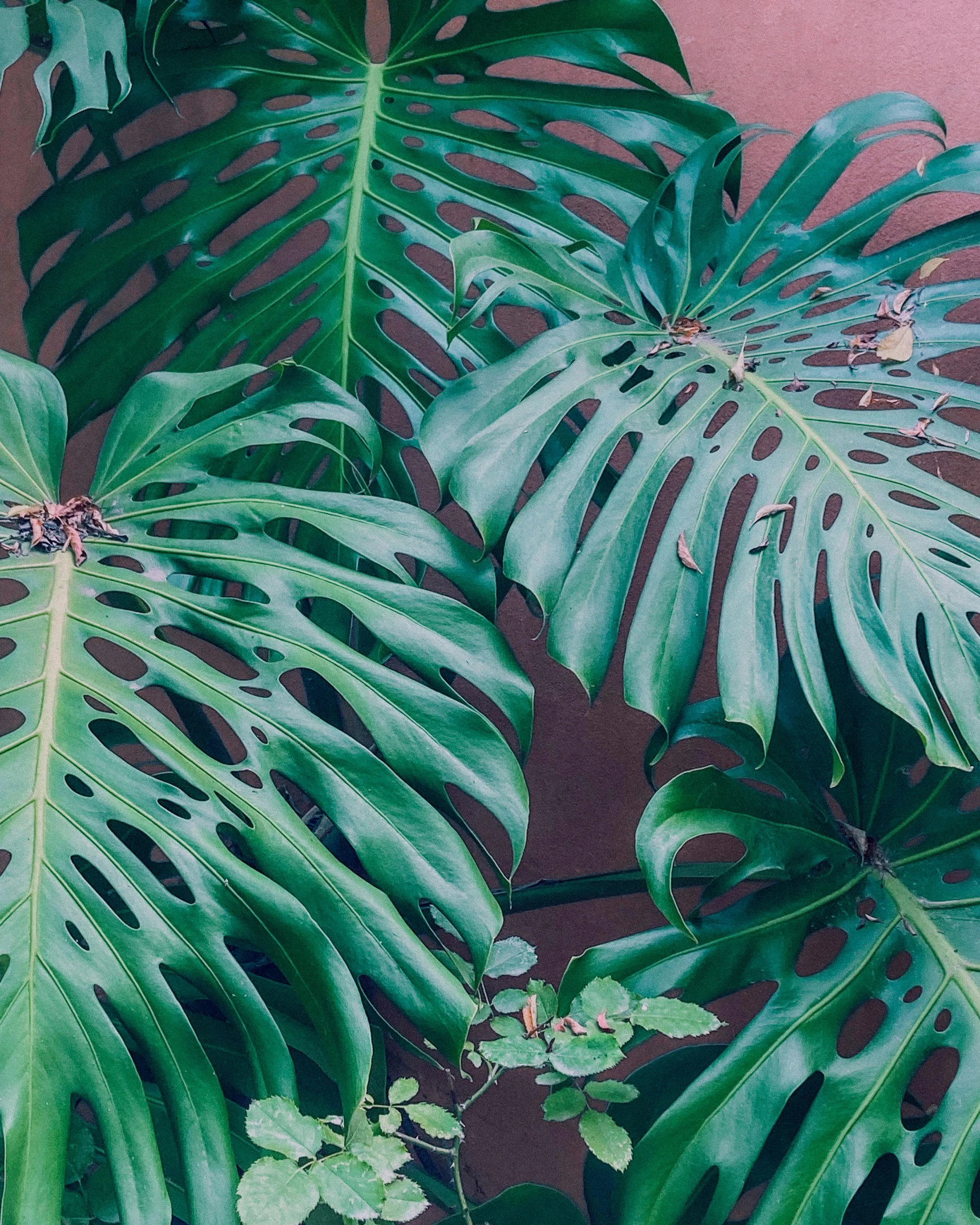 a close up of some leaves on a plant