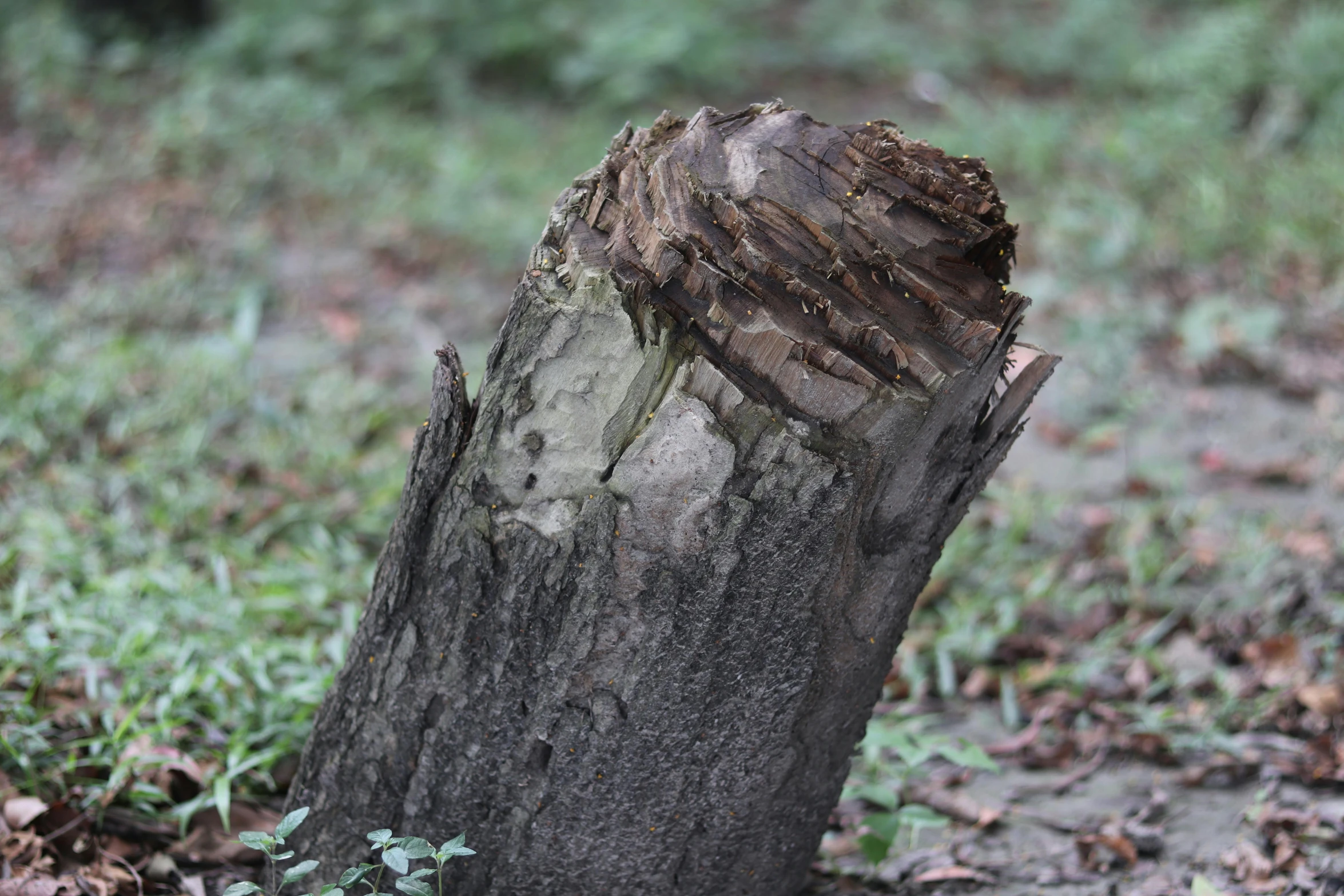 a very old tree stump that has been carved into soing