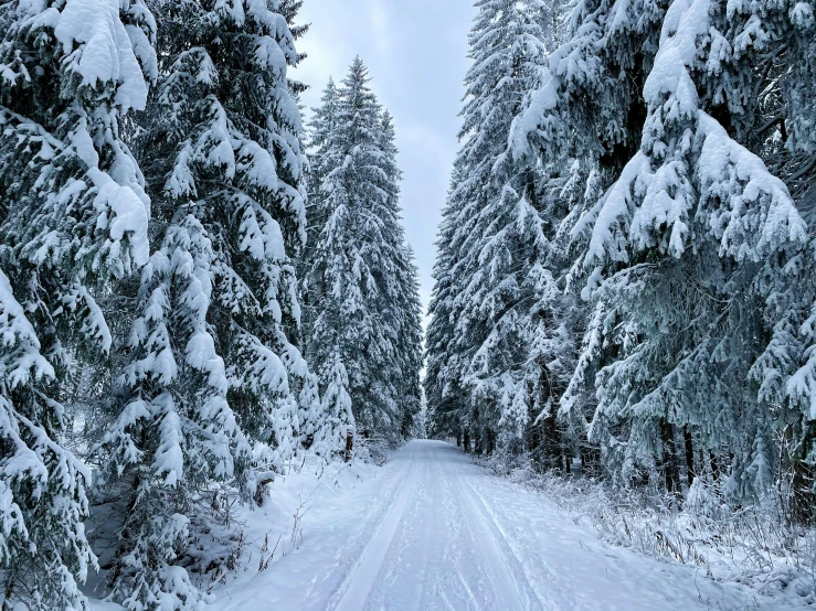 an image of trees in the snow