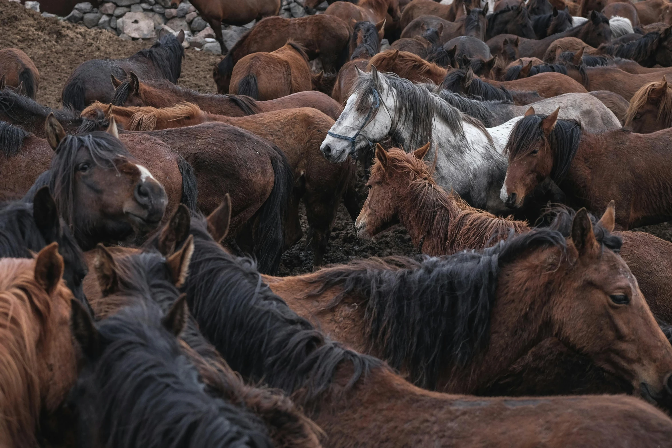 a large group of horses with different coats of hair on