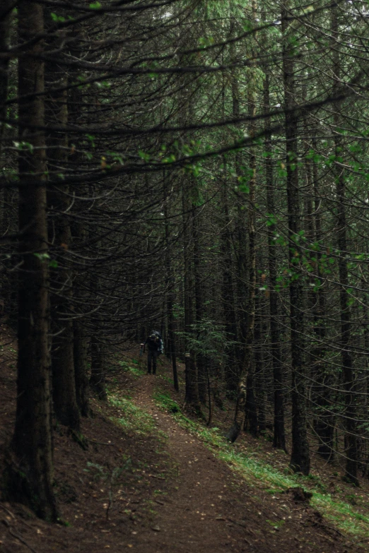 the person is walking through the green forest