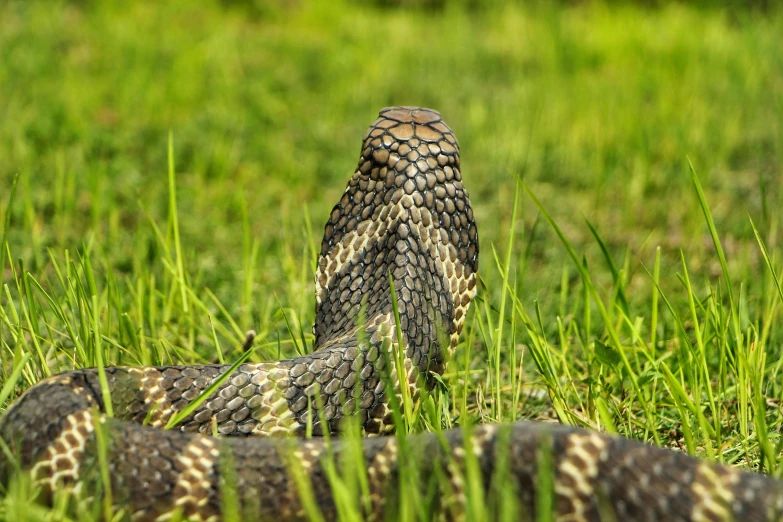 a snake is seen in the grass near another snake