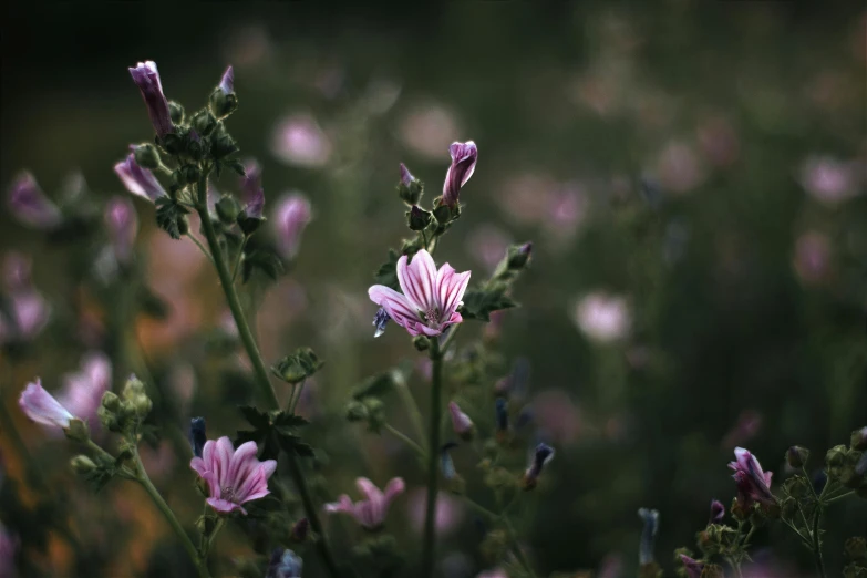 wildflowers and other plants blooming in the woods