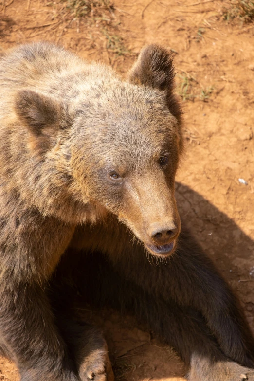 a bear sitting on top of a dirt field