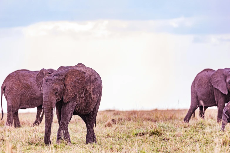 three elephants in an open grassy plain on a cloudy day