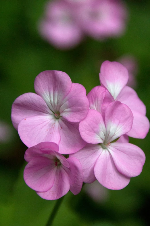 a single purple flower blooming on top of green grass