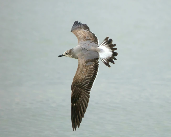 a bird is flying over the water while it's looking for food