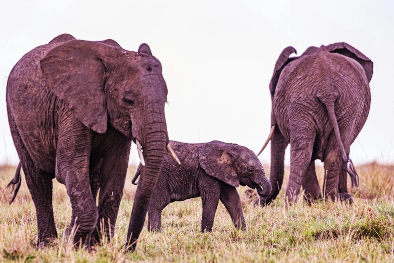 a mother elephant and her baby are in the field