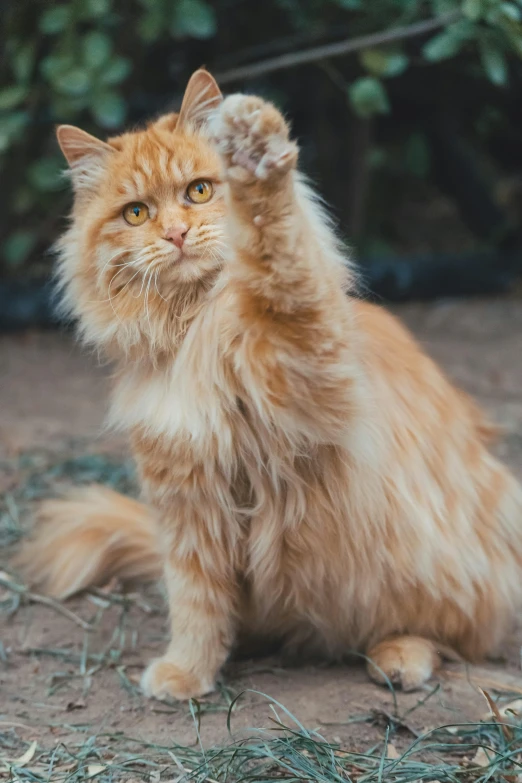 an orange cat with yellow eyes sitting on the ground