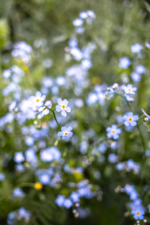 many small white flowers growing close together