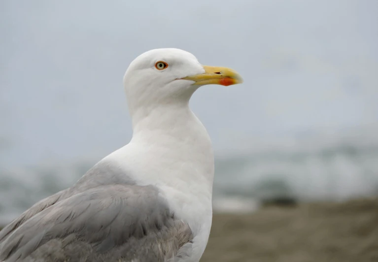 closeup po of a seagull with its beak out