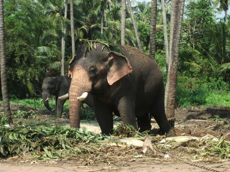 two elephants are standing in a tropical setting