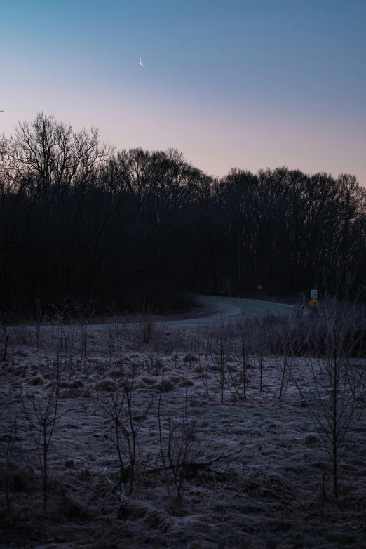 trees and bushes near a grassy area at dusk