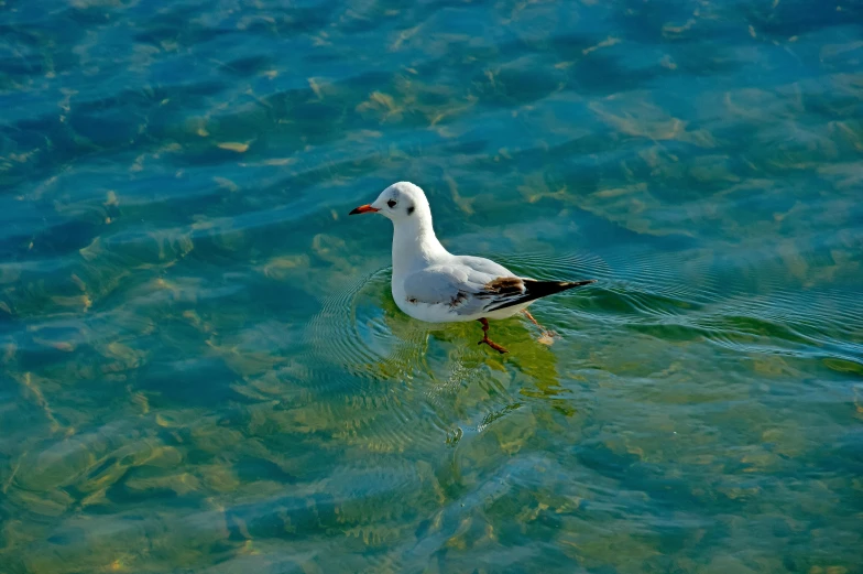 white duck in a body of water with small green dots