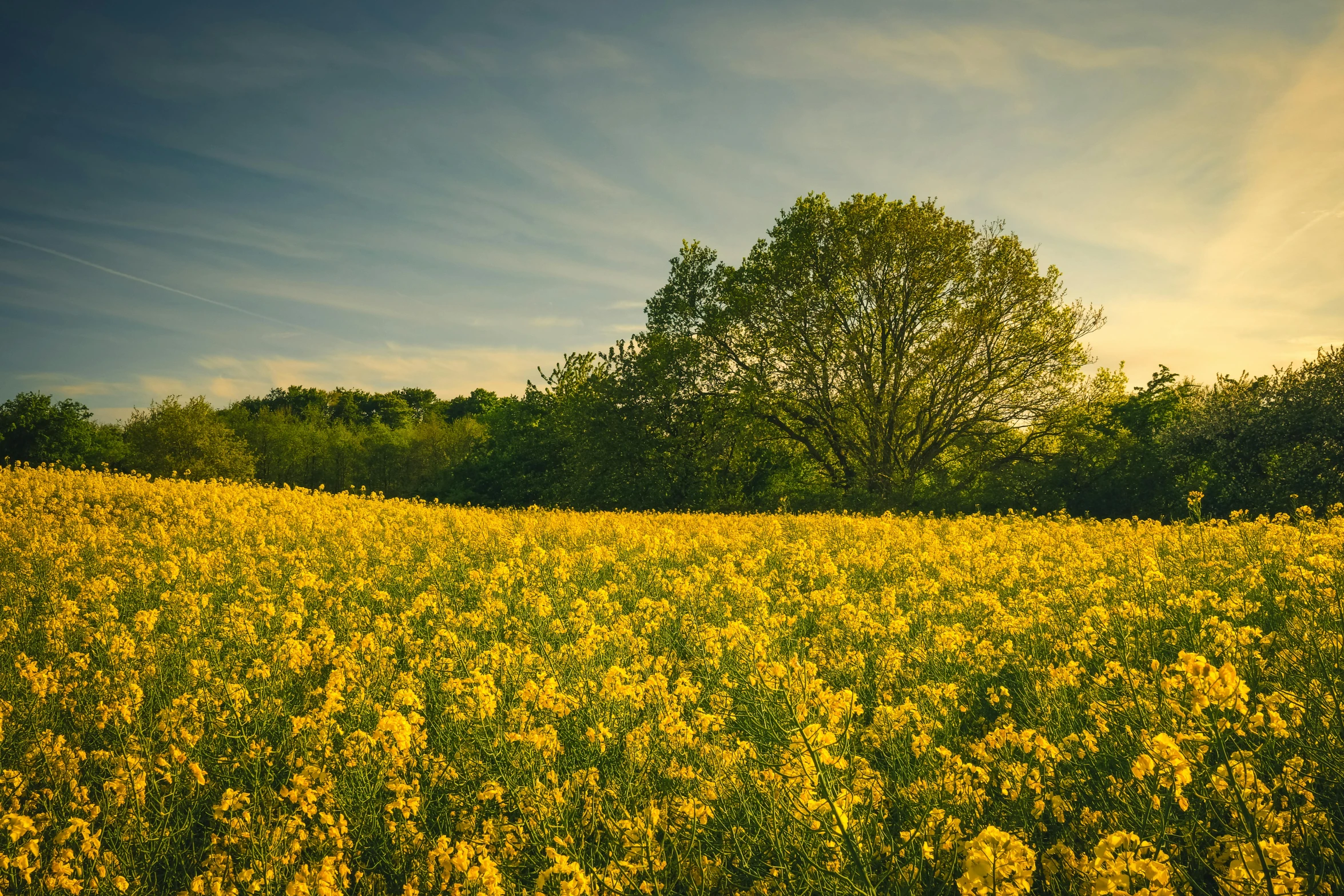 a field full of yellow wildflowers on a sunny day