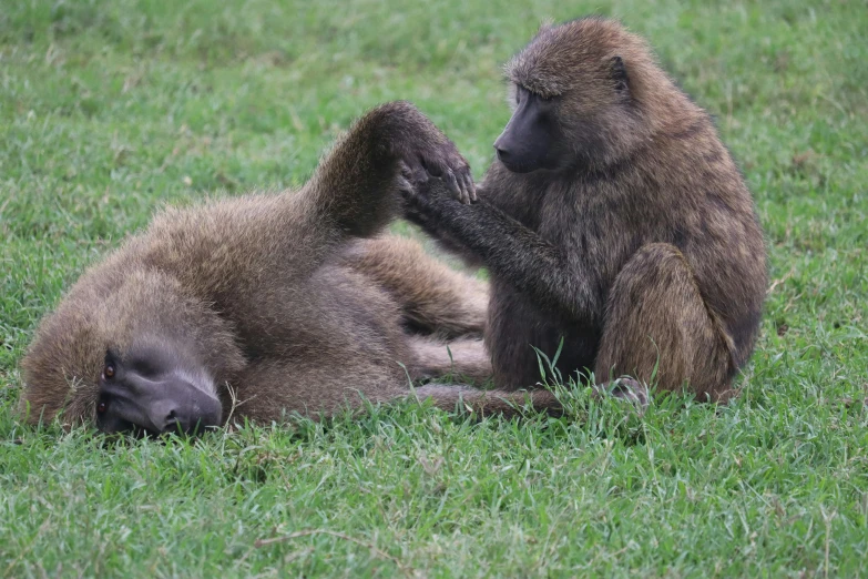 two brown baboons play with each other on the green grass