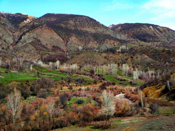 a bunch of trees that are on some mountains