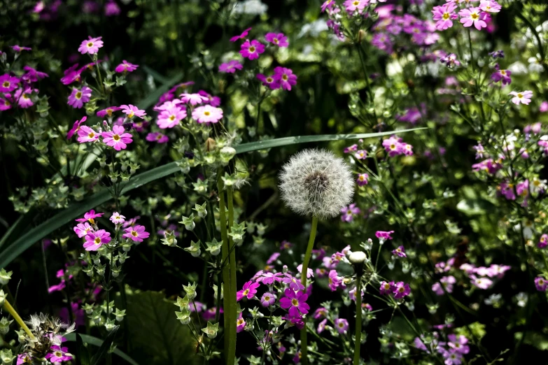 purple and white flowers in the middle of the day