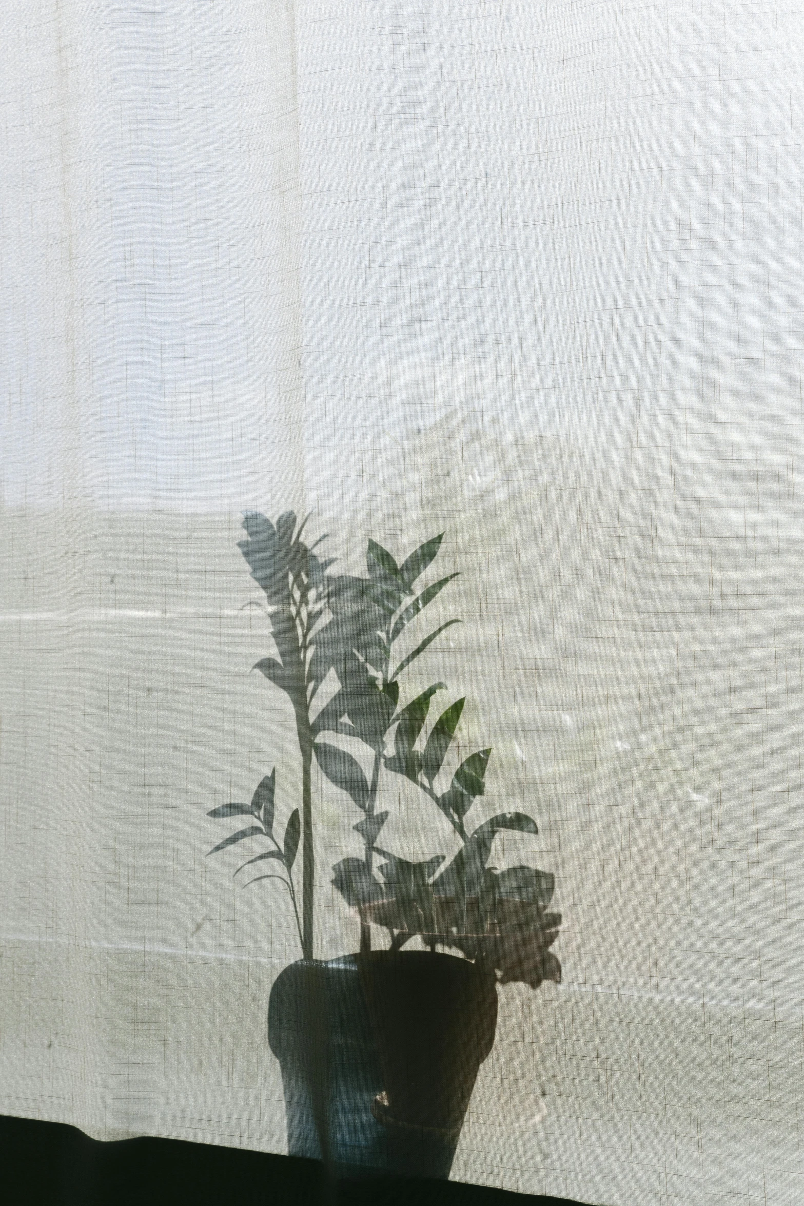 a potted plant is seen behind a screen