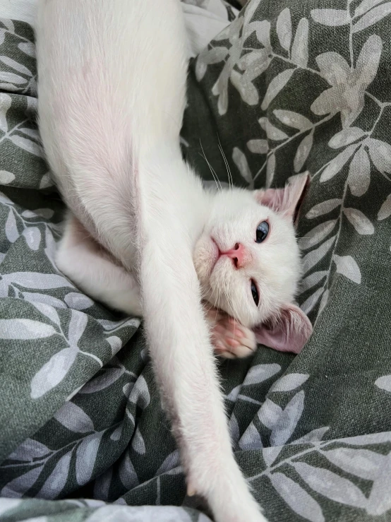 the kitten is lying on a bed next to a pillow