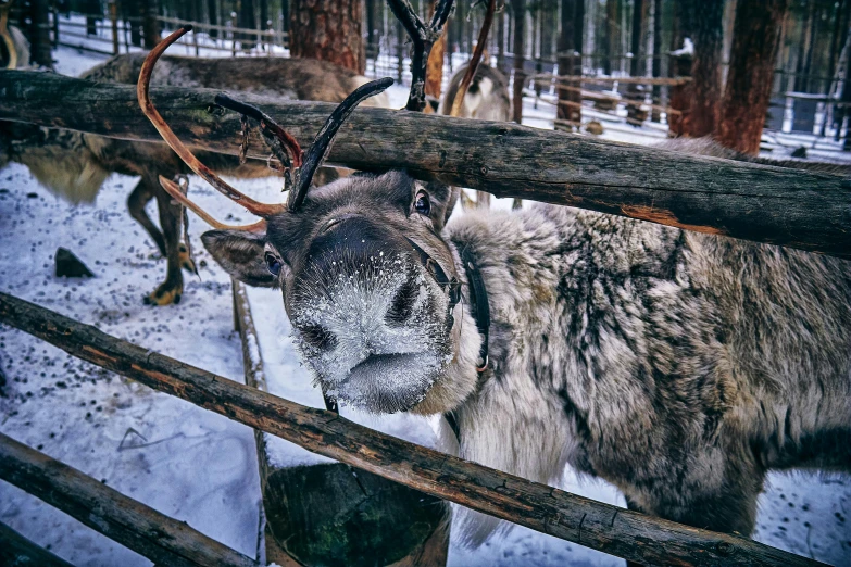 a reindeer is looking at the camera from its pen