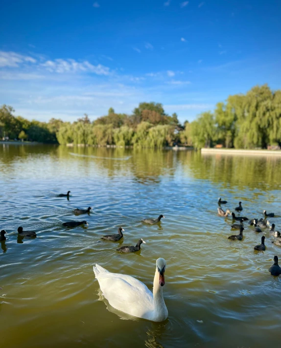 a duck and ducks swimming on the lake