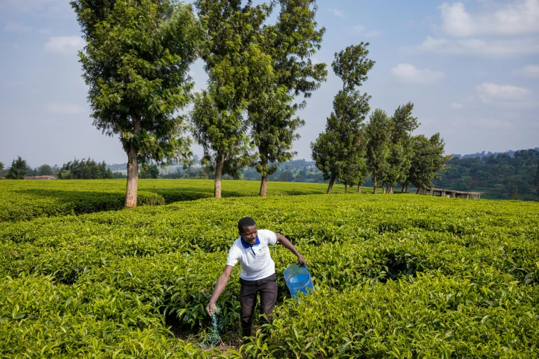 a man is picking plants from a lush green field