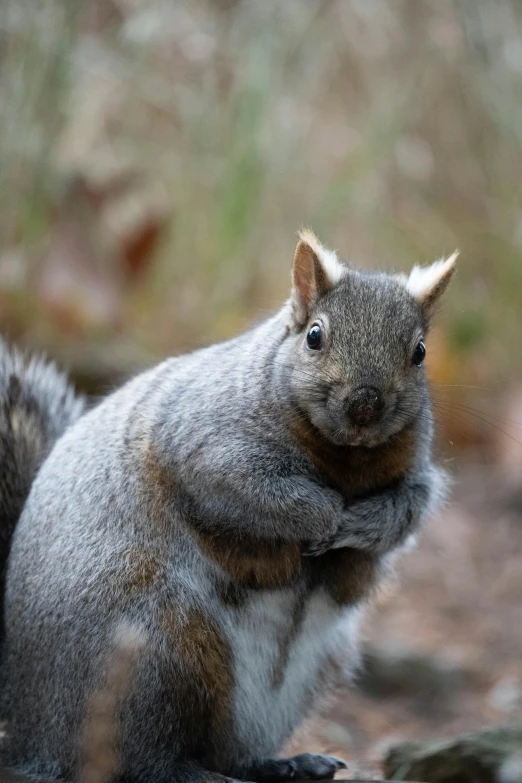 a close - up of a grey squirrel, with its face slightly covered