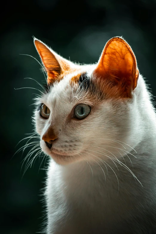 a white and orange cat with large ears