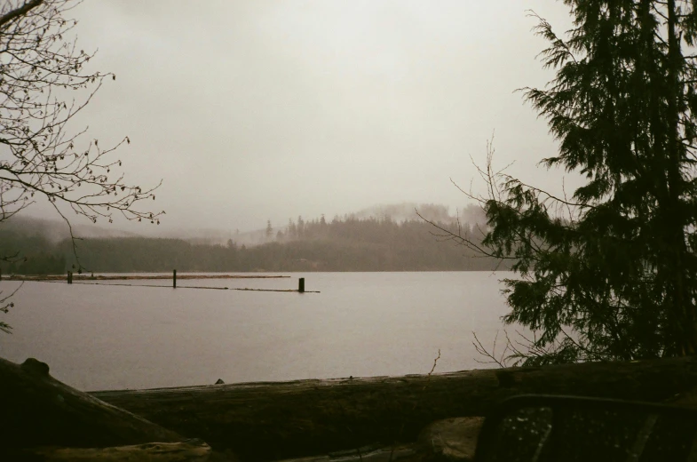 some water a tree some benches and a few fog