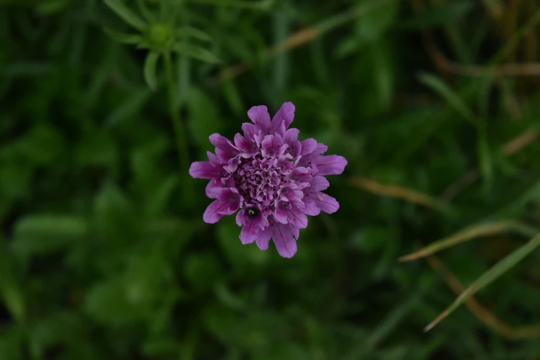 a purple flower is pictured in front of some green grass