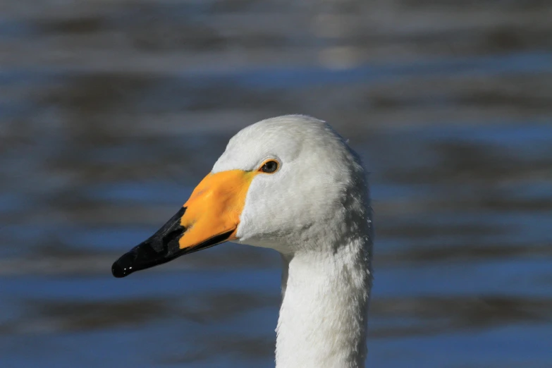 a goose with a yellow beak is looking forward