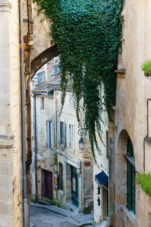 some vines hanging from the ceiling in a narrow alley