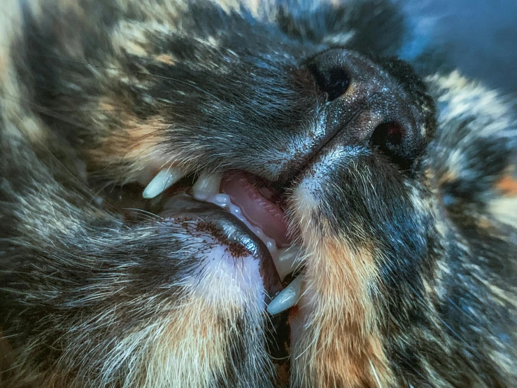 a brown and black dog's mouth with its teeth wide open