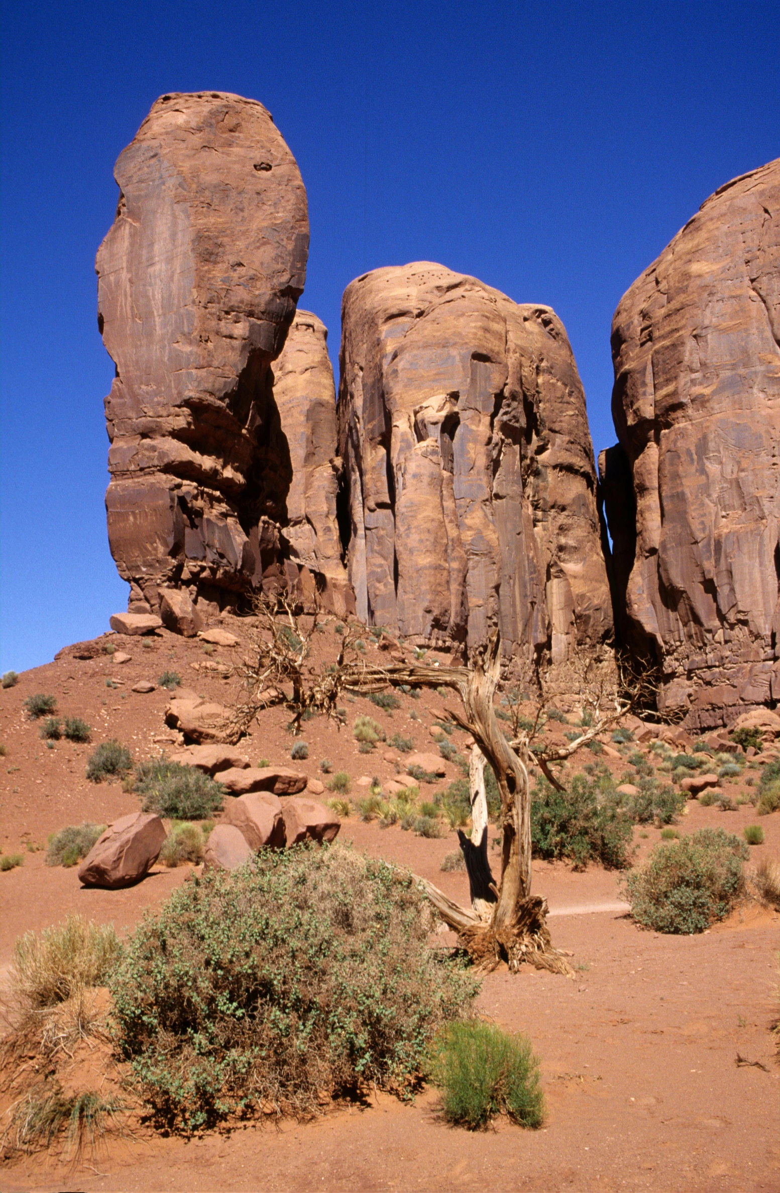 an area with rocks and trees, some have a sp vegetation