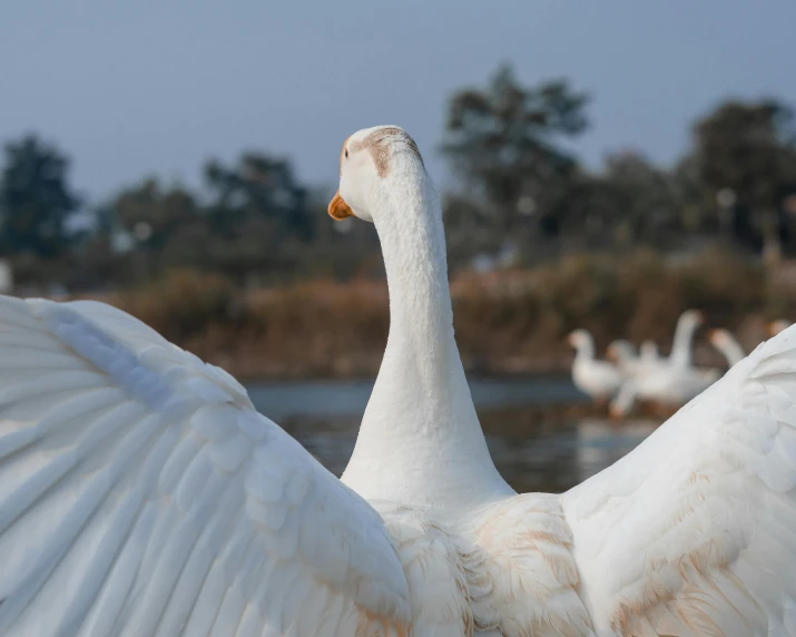 a duck is spread out its wings near the water