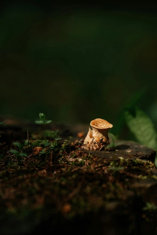 a mushroom in the woods with plants