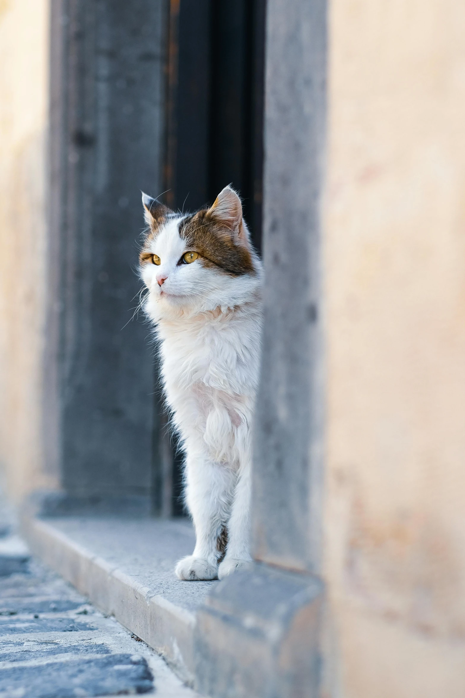 cat standing on ledge looking out into building