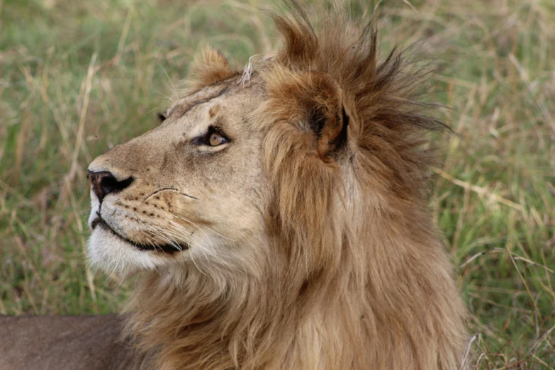 the lion is in the field staring ahead