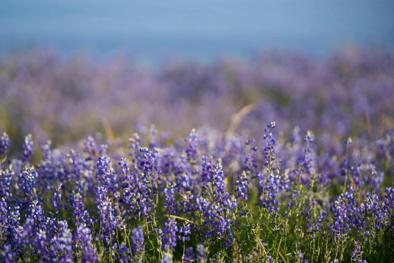 purple flower are growing next to a grassy area