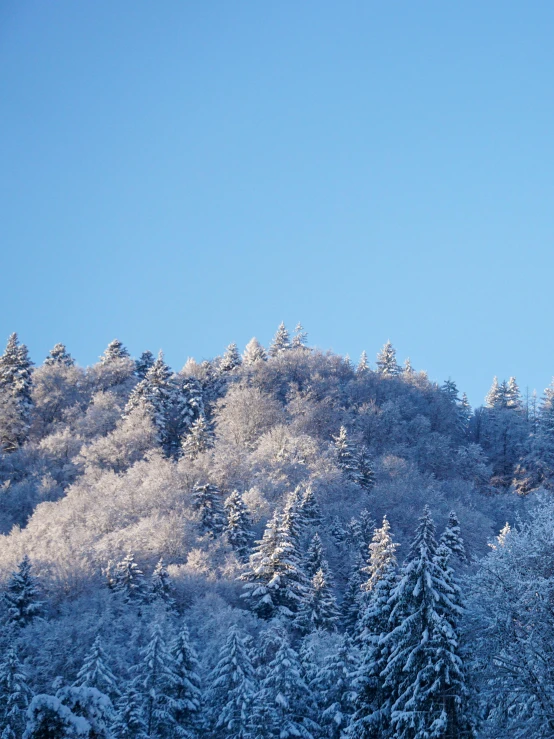 the trees have very thick snow on them