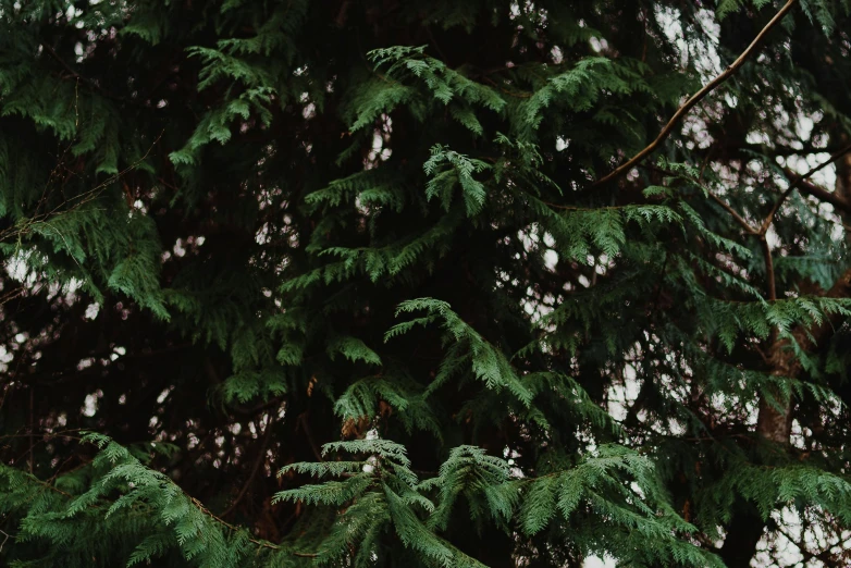 a close up of pine trees under a cloudy sky