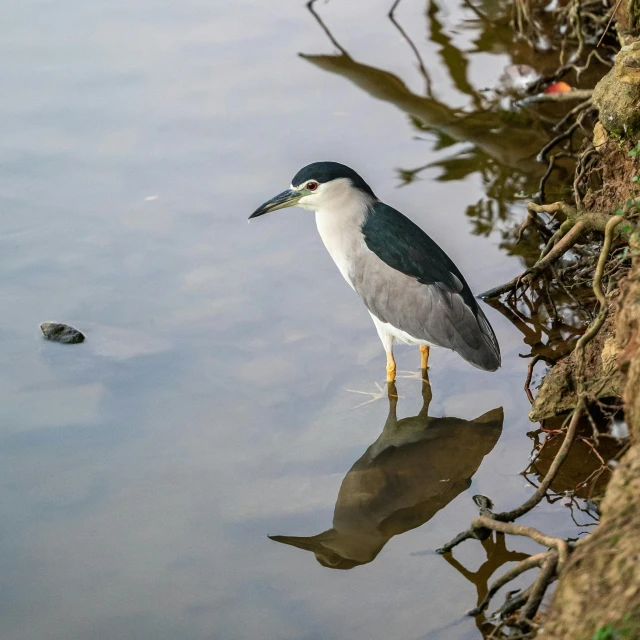 a grey and white bird stands in shallow water