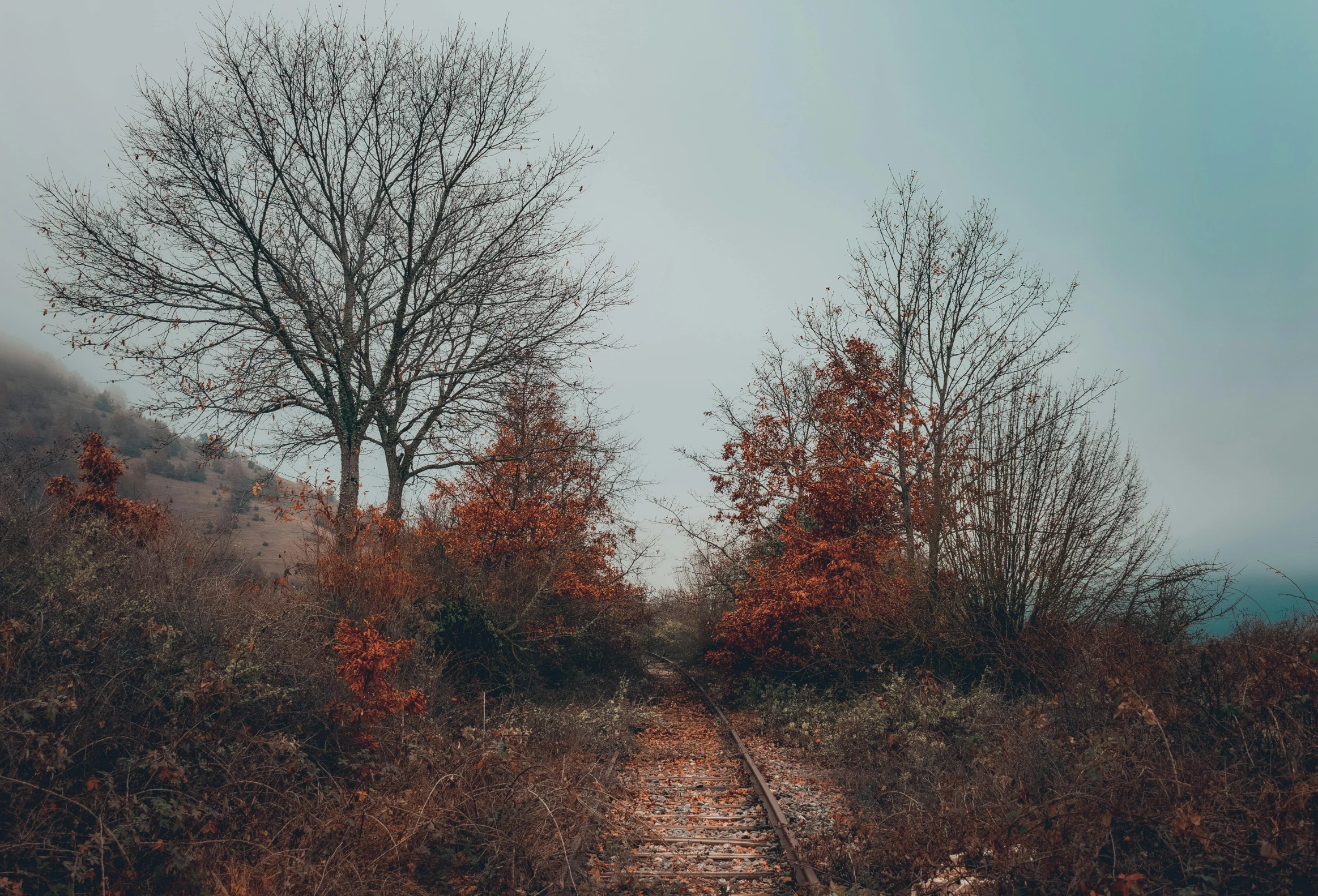 some trees and some dirt road with orange and brown leaves