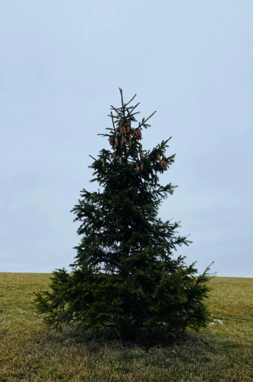 a lone tree stands in the middle of a field