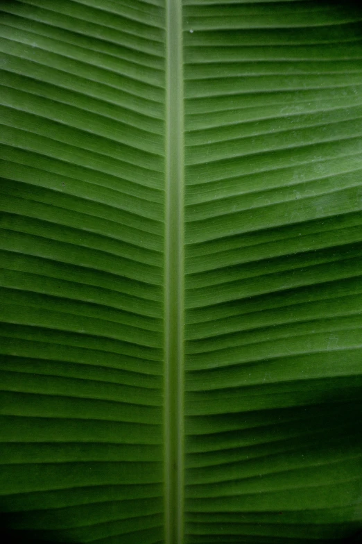 a close up of a giant green leaf