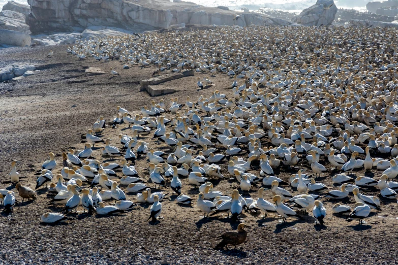 the bird are all standing close together in the rocky area